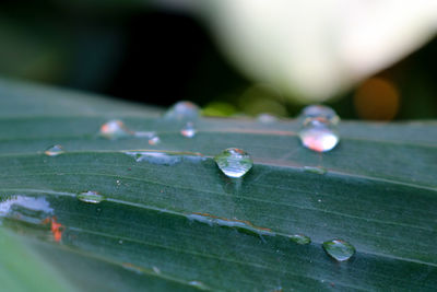 Close-up of raindrops on leaves