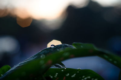 Close-up of wet leaf on plant against sky