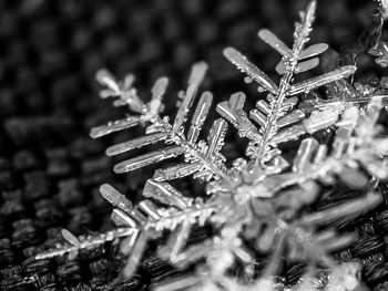 Close-up of frozen plant