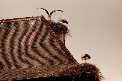 Low angle view of bird on roof against sky