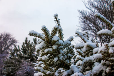 Green branches and leaves of taxus baccata yew covered with snow in winter season.