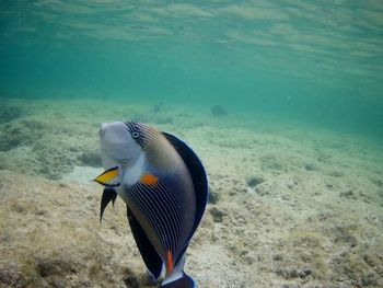 Beautiful tropical fish, marsa alam, egypt