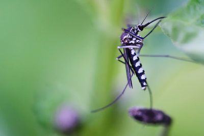 Close-up of insect on leaf