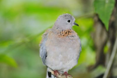 Close-up of bird perching outdoors