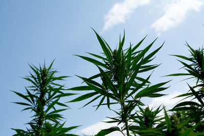 Low angle view of fresh green plant against sky