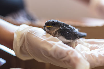 Close-up of hand holding bird