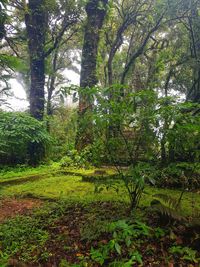 Trees growing in forest