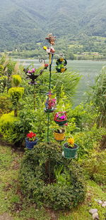 High angle view of flowering plants on field