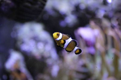 Fish swimming in sea