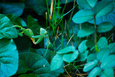 green