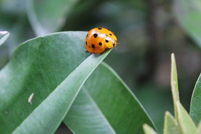 Close-up of ladybug on leaf