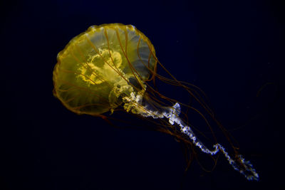 View of jellyfish underwater