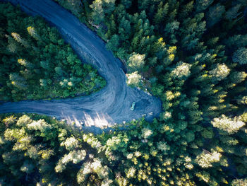 High angle view of plants growing on land