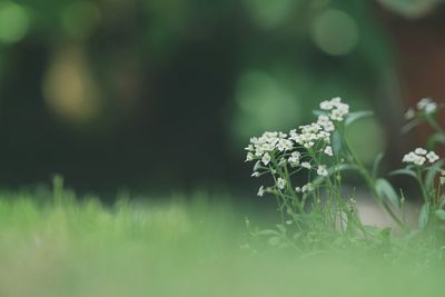 Close-up of flowering plant on field