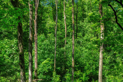 View of trees in forest