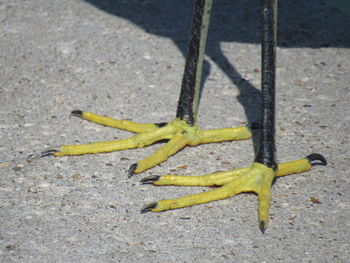 High angle view of yellow lizard