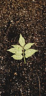 High angle view of leaves on plant