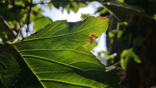 Close-up of green leaves