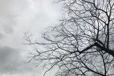 Low angle view of silhouette bare tree against sky