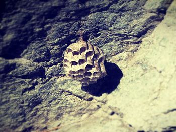 Close-up of lizard