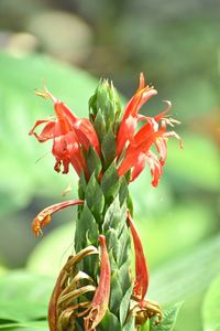 Close-up of red flowering plant