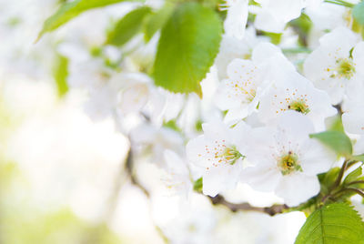 Close-up of white cherry blossom plant