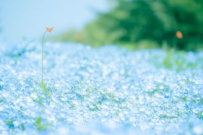 Close-up of white flowering plant