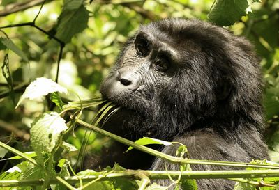 Close-up of a monkey