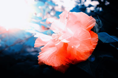 Close-up of orange rose flower