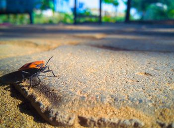 Close-up of fly on road