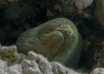 Close-up of fish swimming in sea