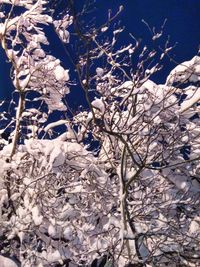 Close-up of fresh flower tree in winter