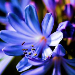 Close-up of purple flower