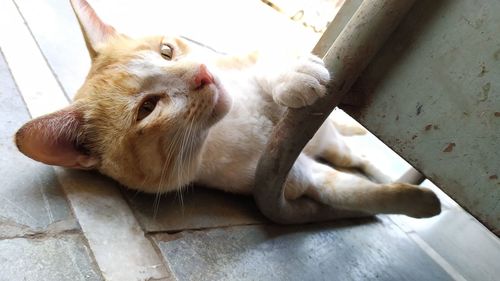 High angle view of cat resting on floor