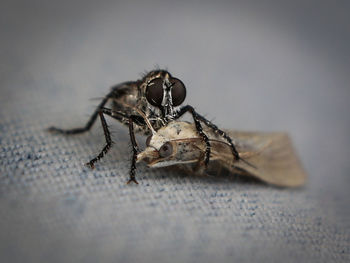 Close-up of housefly