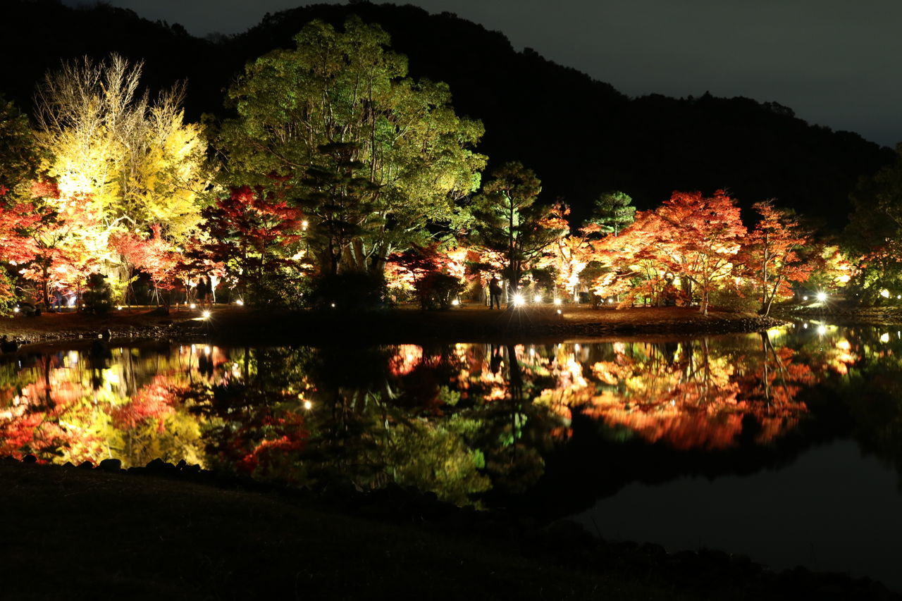 tree, water, reflection, lake, tranquility, tranquil scene, beauty in nature, nature, growth, night, illuminated, scenics, pond, branch, sky, river, outdoors, idyllic, waterfront, plant