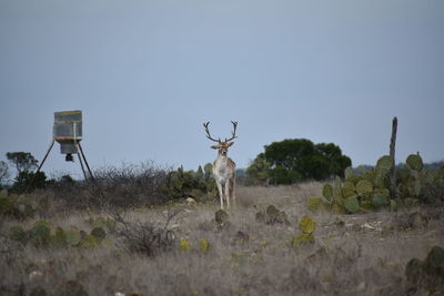 View of deer on field against sky