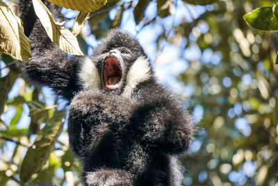 Low angle view of black hairy monkey yawning in forest