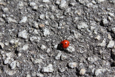 Close-up of red ladybug