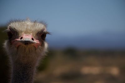 Close-up portrait of ostrich against sky