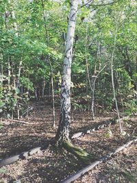 Trees in a forest