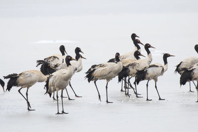 Black-necked cranes on frozen lakeshore