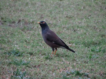 Bird perching on field