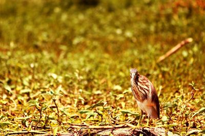 Close-up of bird on grass