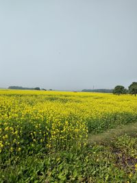 Scenic view of oilseed rape field against clear sky