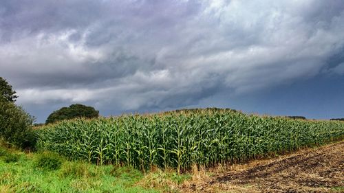 Scenic view of field against cloudy sky