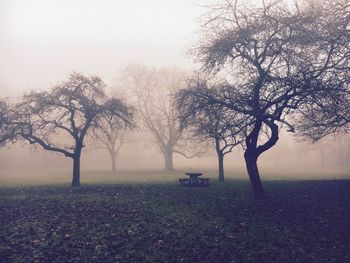 Trees in park during foggy weather