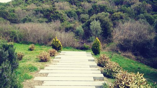 Pathway leading to trees