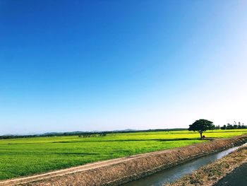 Scenic view of agricultural field against clear blue sky