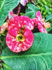 Close-up of bee on flower